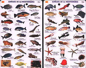 Especies del Mediterraneo - Tablilla sumergible